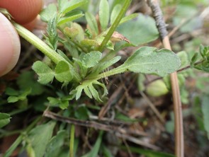 Nebenblatt Viola arvensis